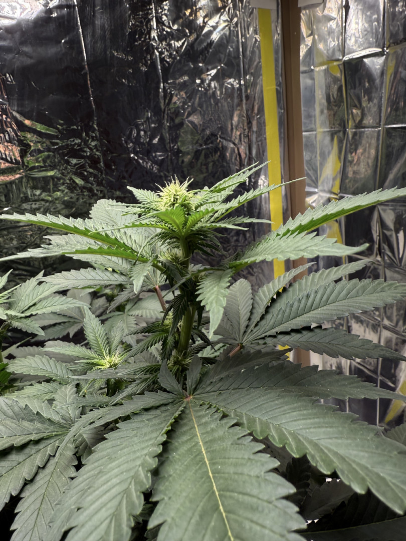 Blue Dream — flower, day 71