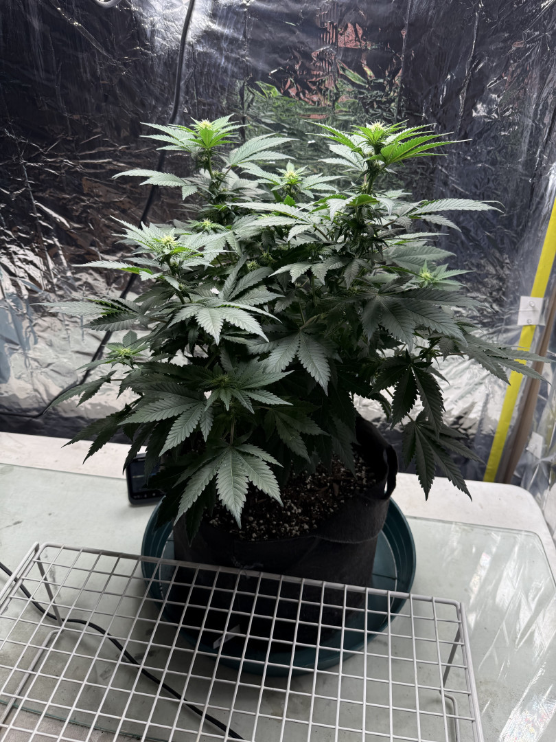 Blue Dream — flower, day 71