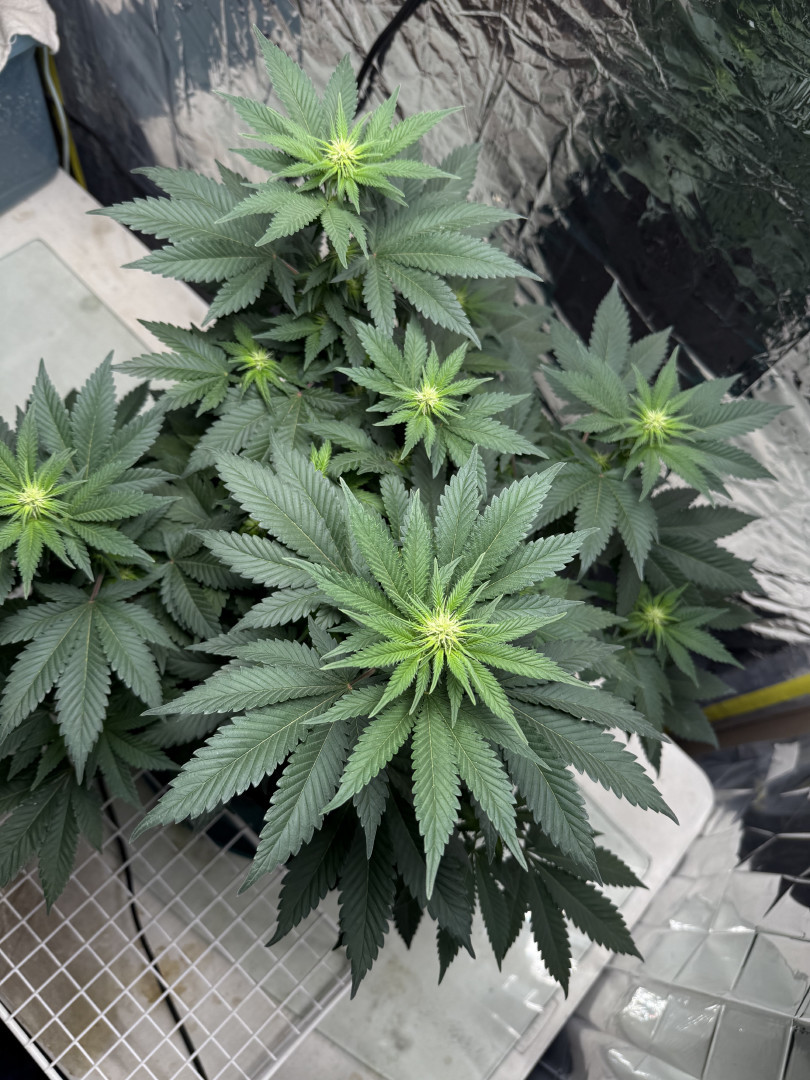 Blue Dream — flower, day 71