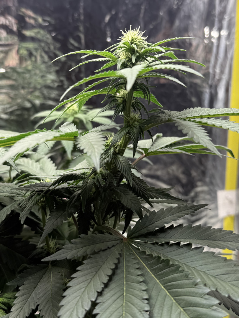 Blue Dream — flower, day 72