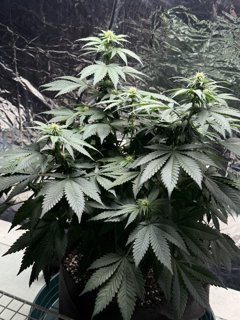 Blue Dream — flower, day 72
