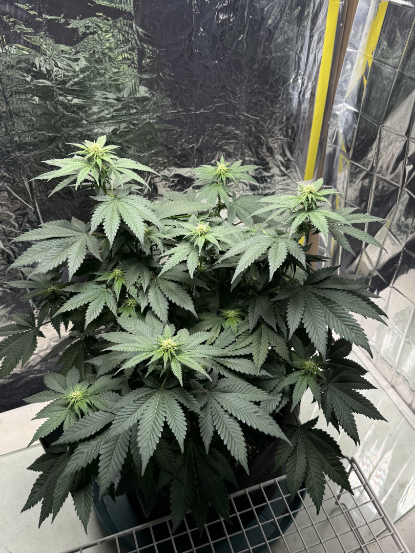 Blue Dream — flower, day 72