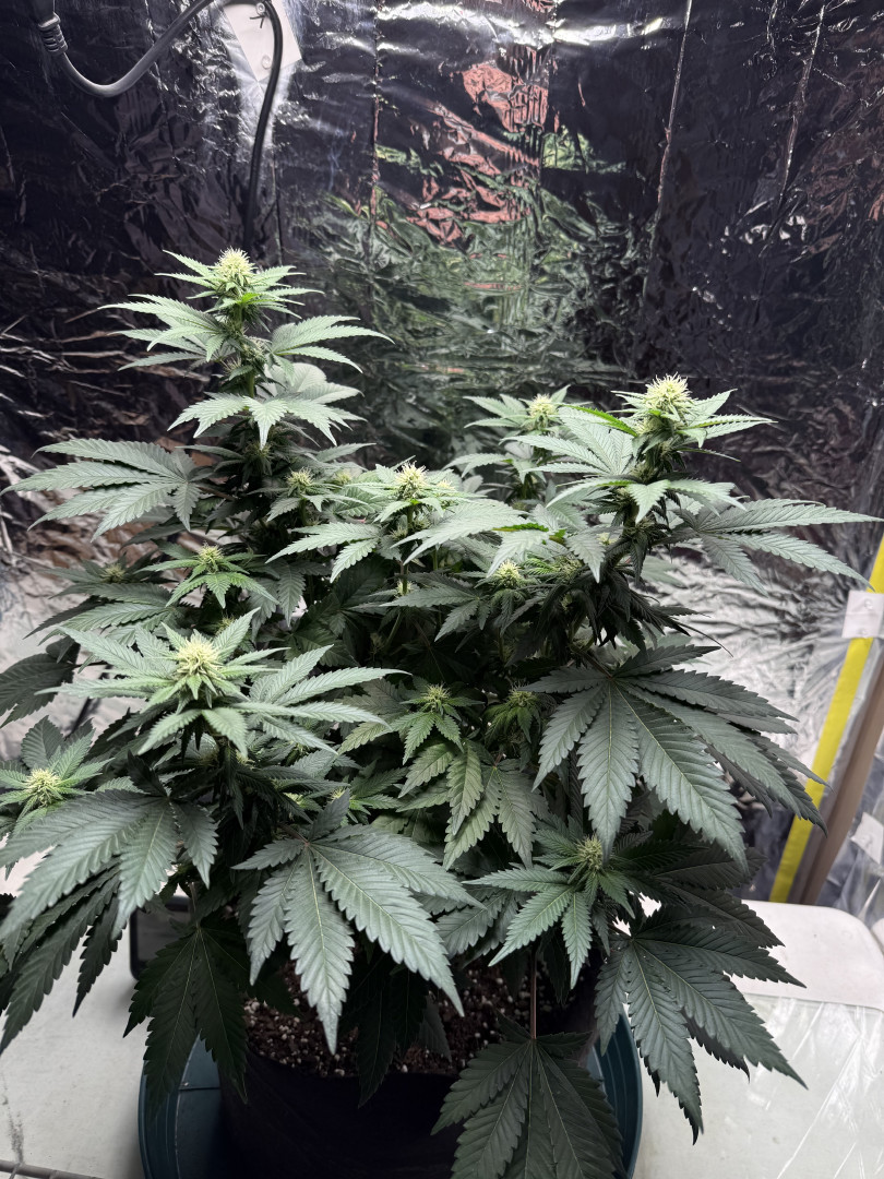 Blue Dream — flower, day 73