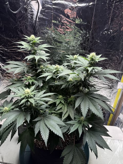 Blue Dream — flower, day 73