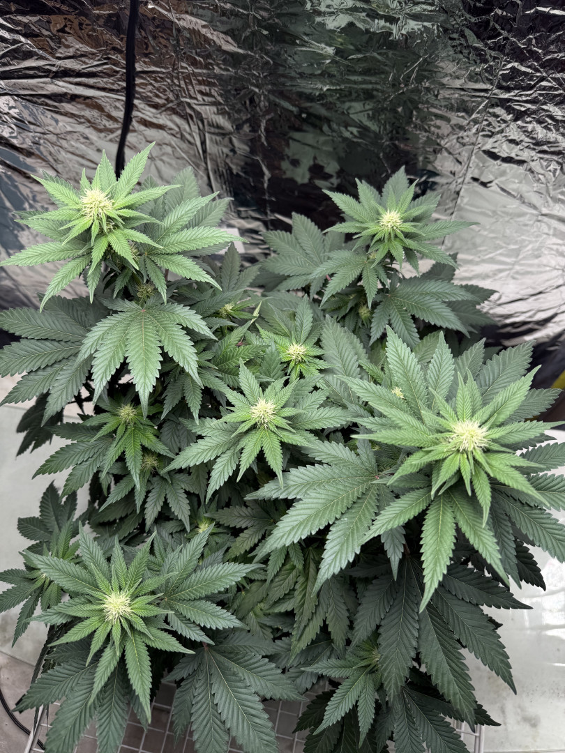 Blue Dream — flower, day 73