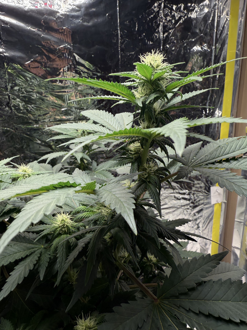 Blue Dream — flower, day 73