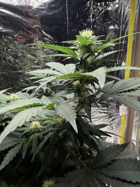 Blue Dream — flower, day 73