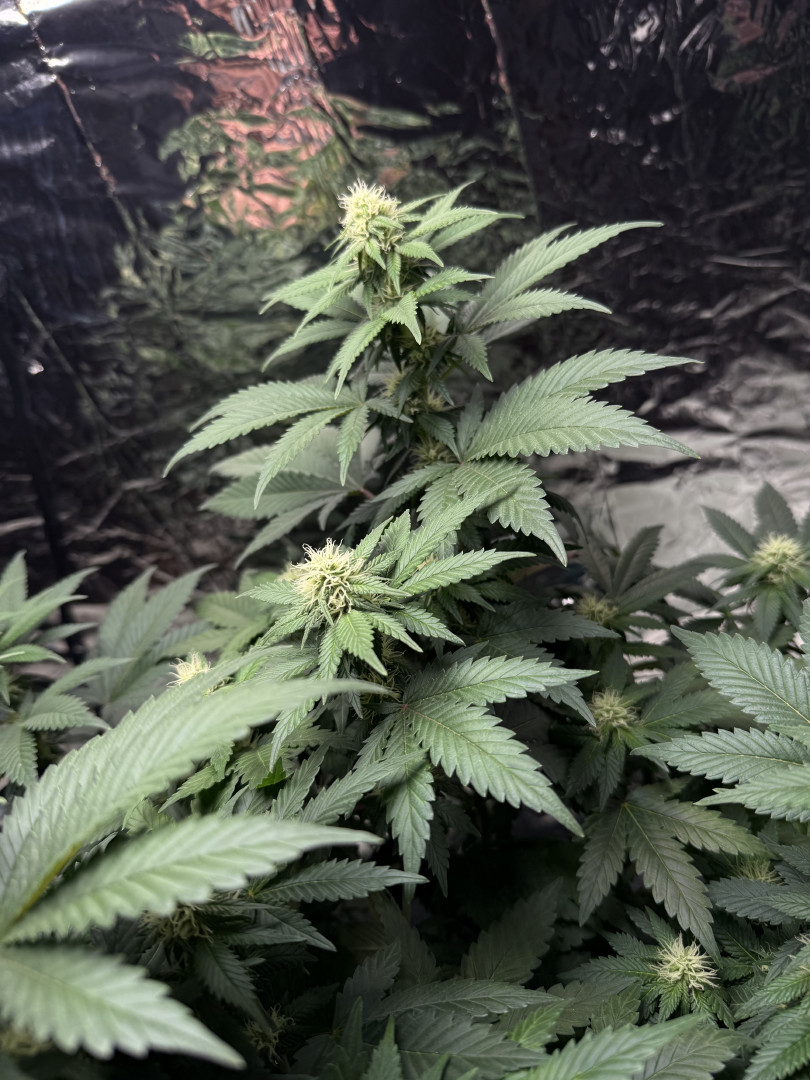 Blue Dream — flower, day 78