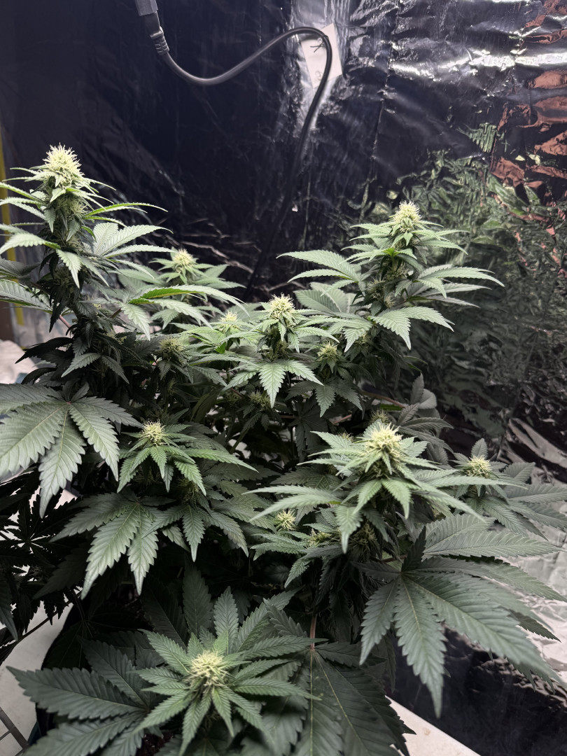 Blue Dream — flower, day 78