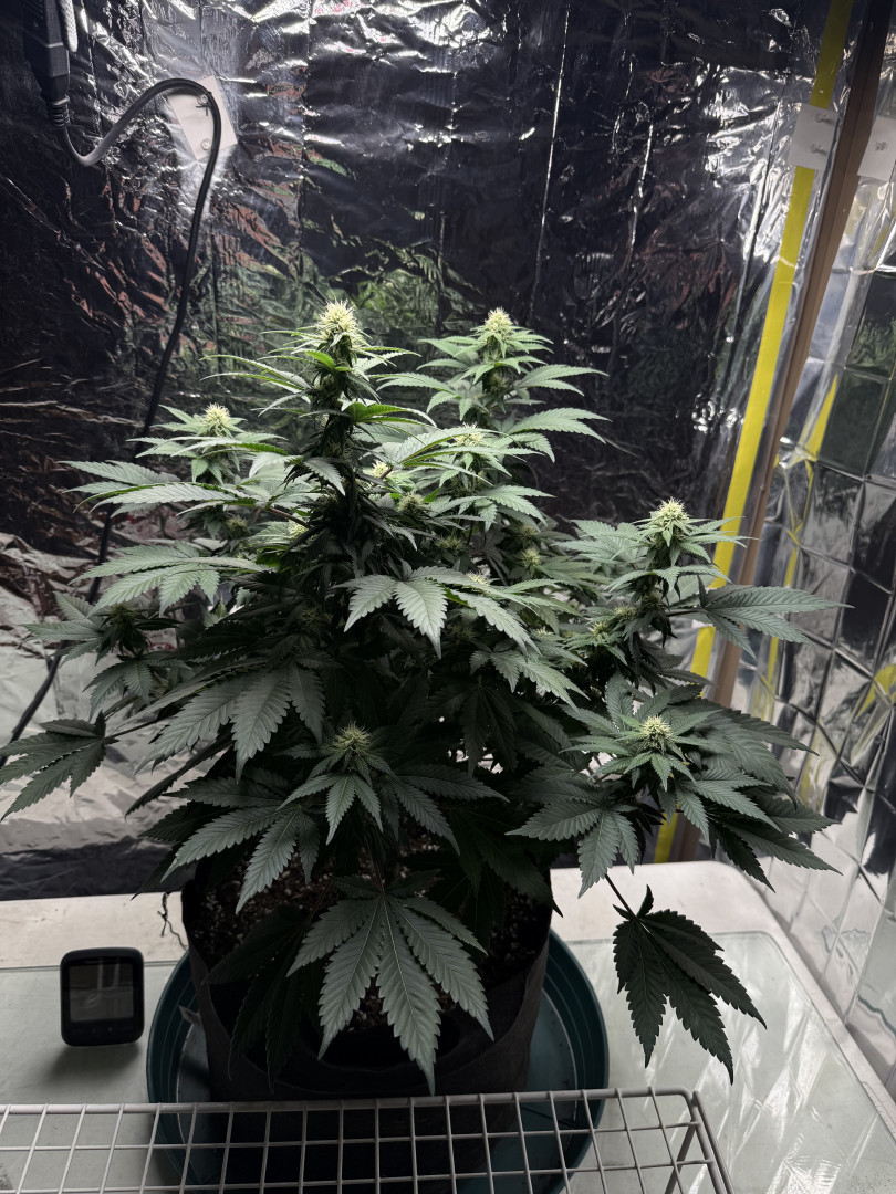 Blue Dream — flower, day 78