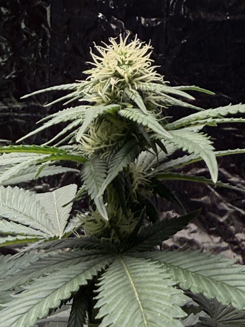 Blue Dream — flower, day 76