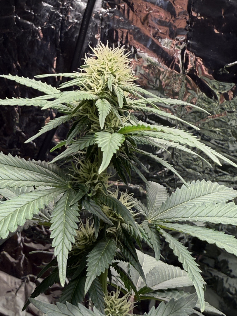 Blue Dream — flower, day 76