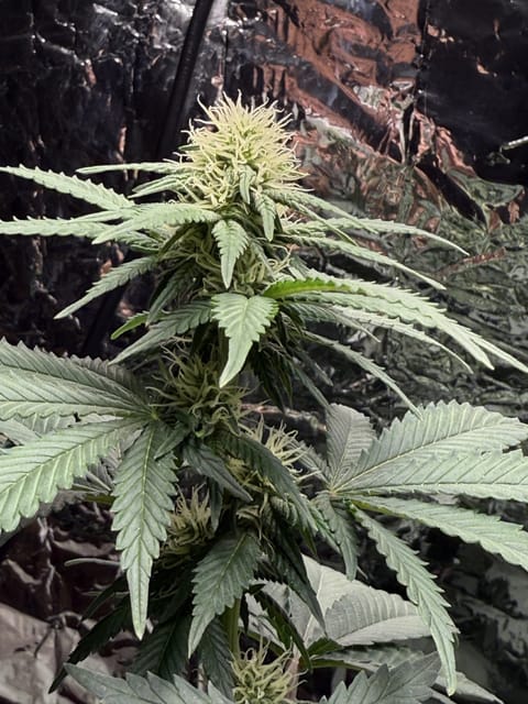 Blue Dream — flower, day 76