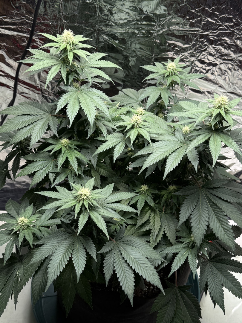Blue Dream — flower, day 76