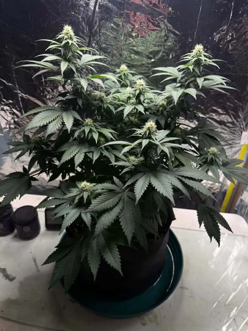 Blue Dream — flower, day 79