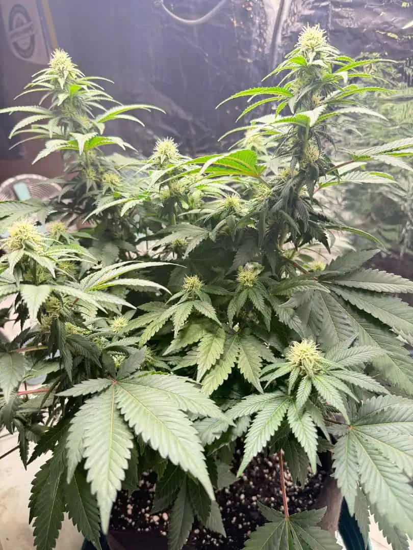 Blue Dream — flower, day 79
