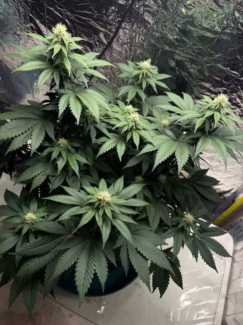 Blue Dream — flower, day 79