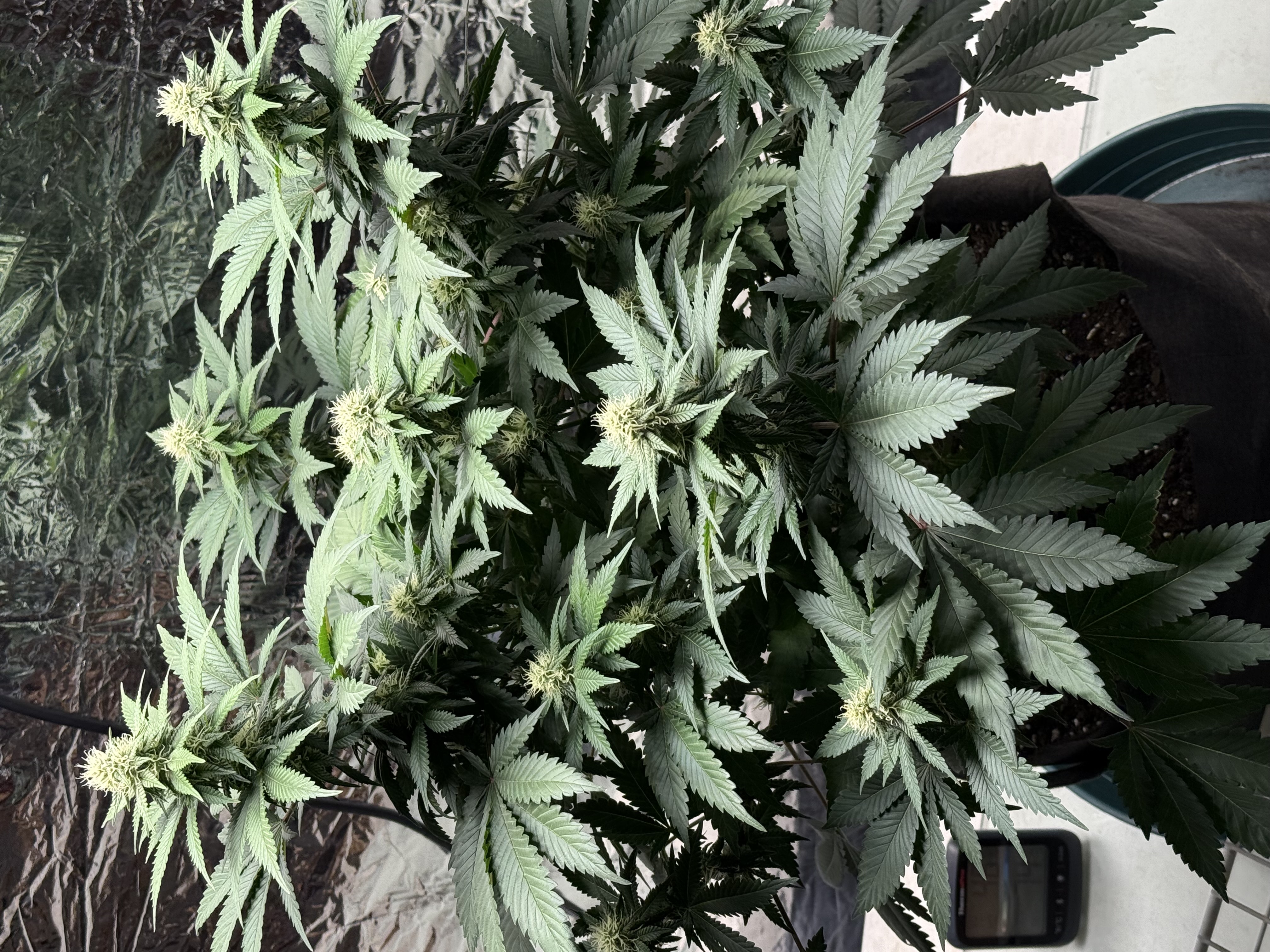 Blue Dream — flower, day 81