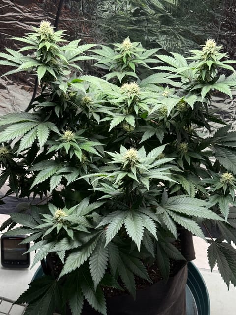 Blue Dream — flower, day 81