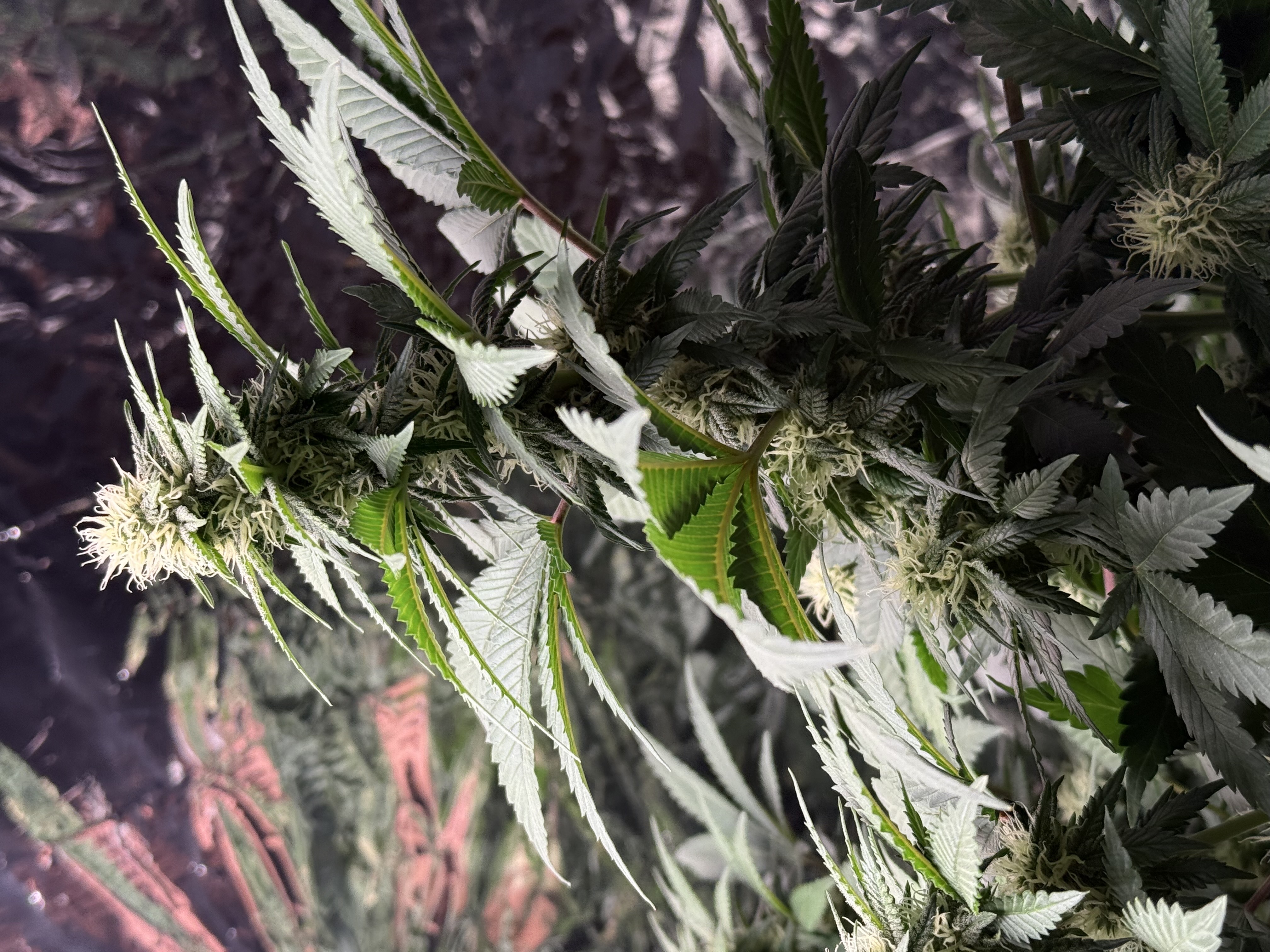 Blue Dream — flower, day 81