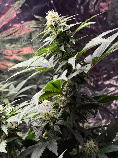 Blue Dream — flower, day 81