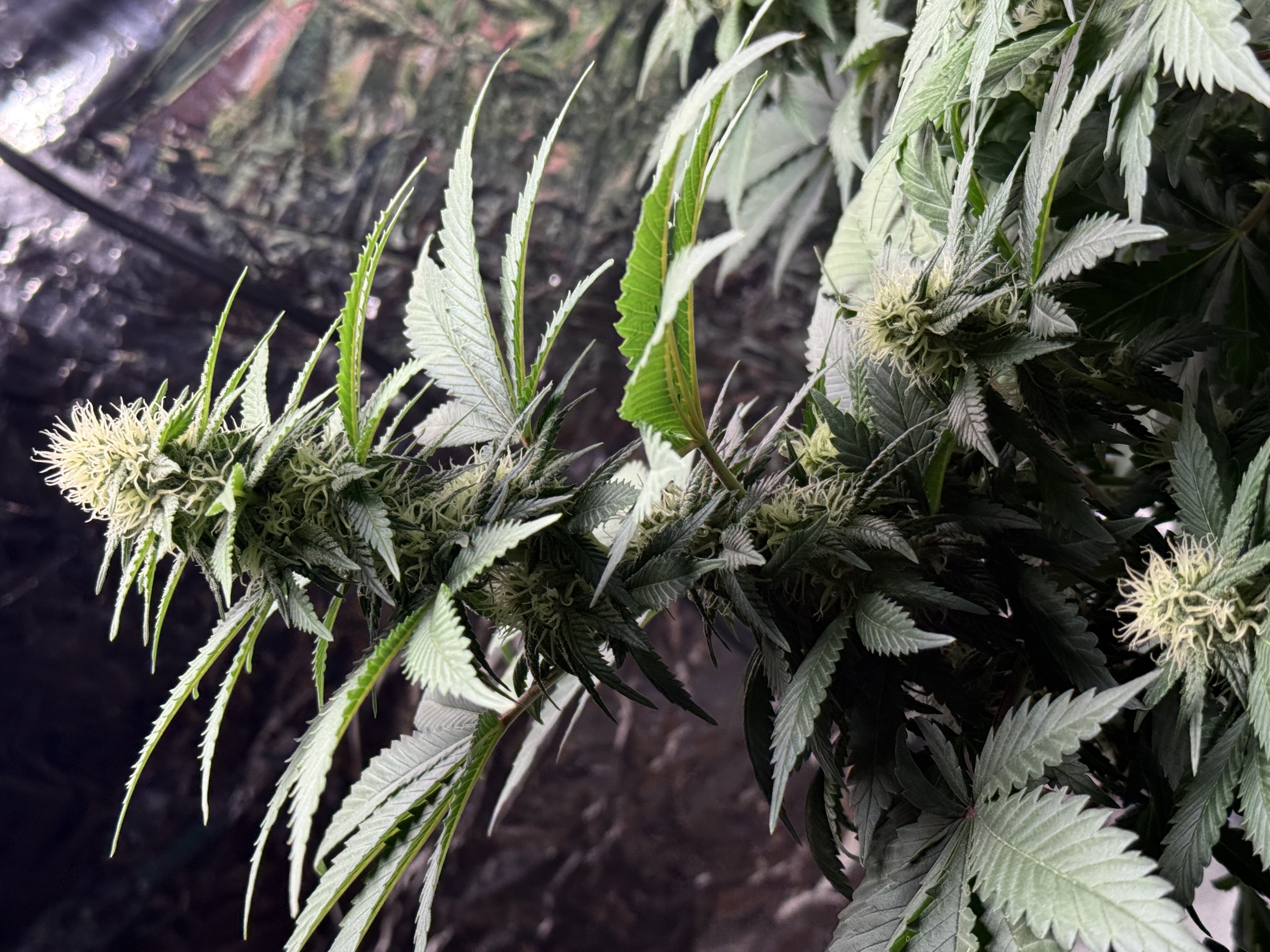 Blue Dream — flower, day 81