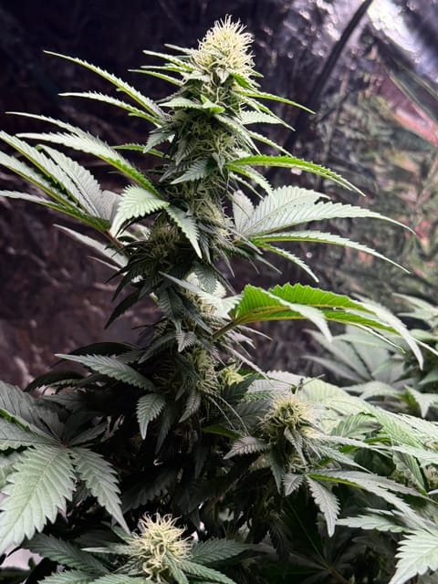 Blue Dream — flower, day 81