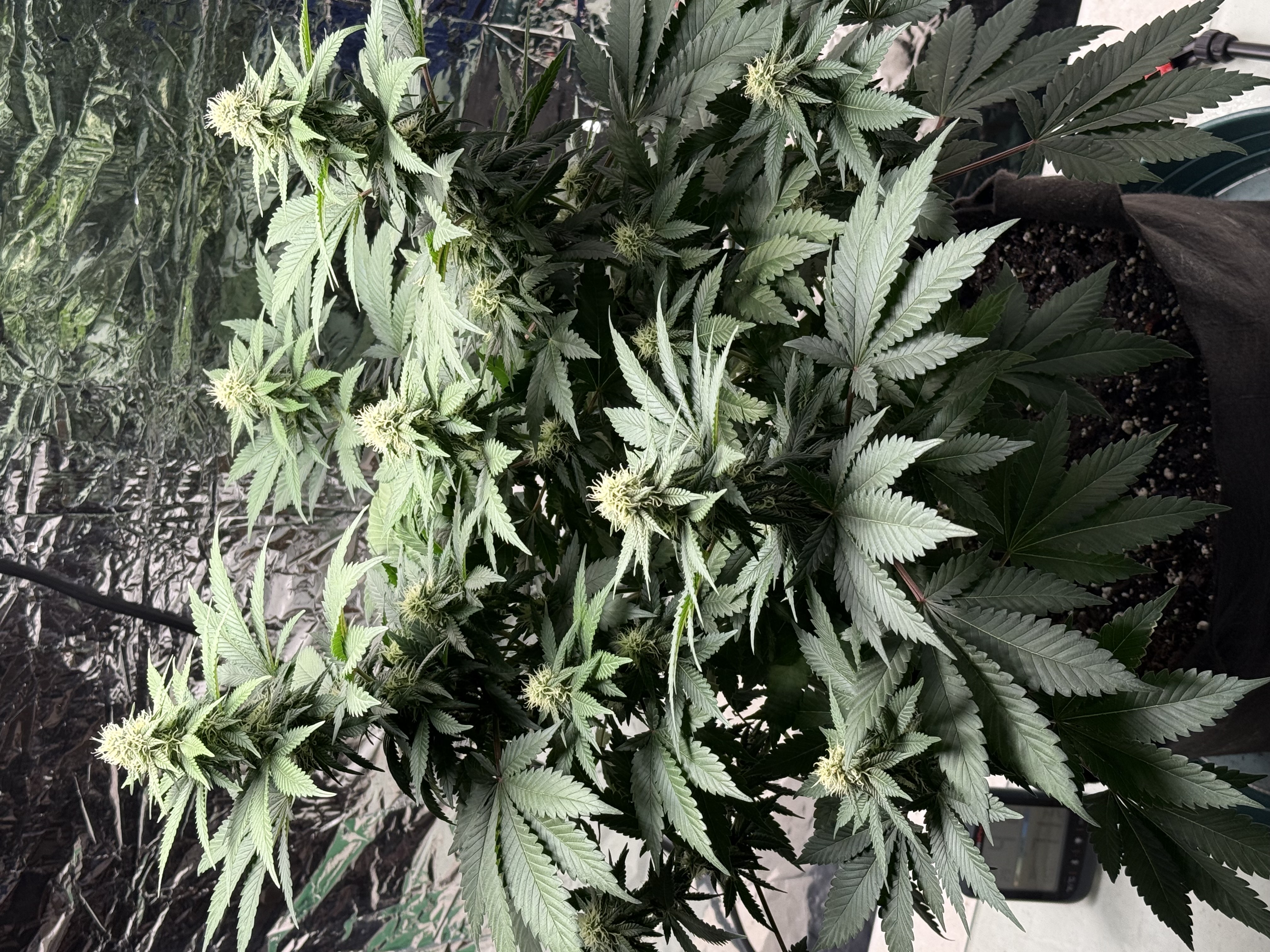 Blue Dream — flower, day 82
