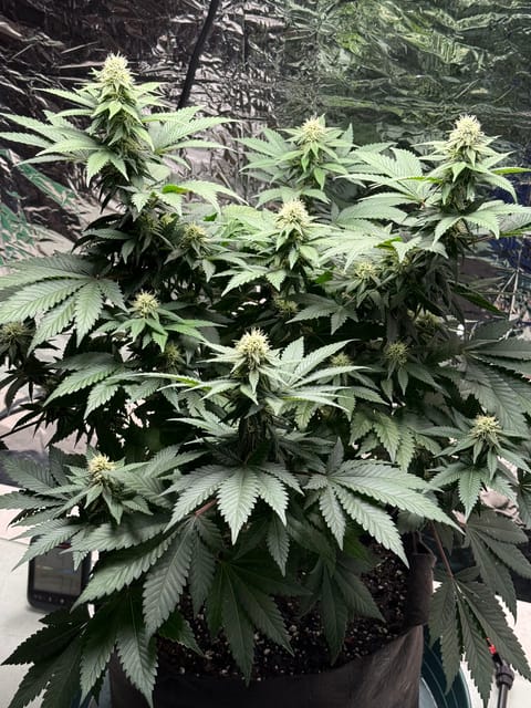 Blue Dream — flower, day 82