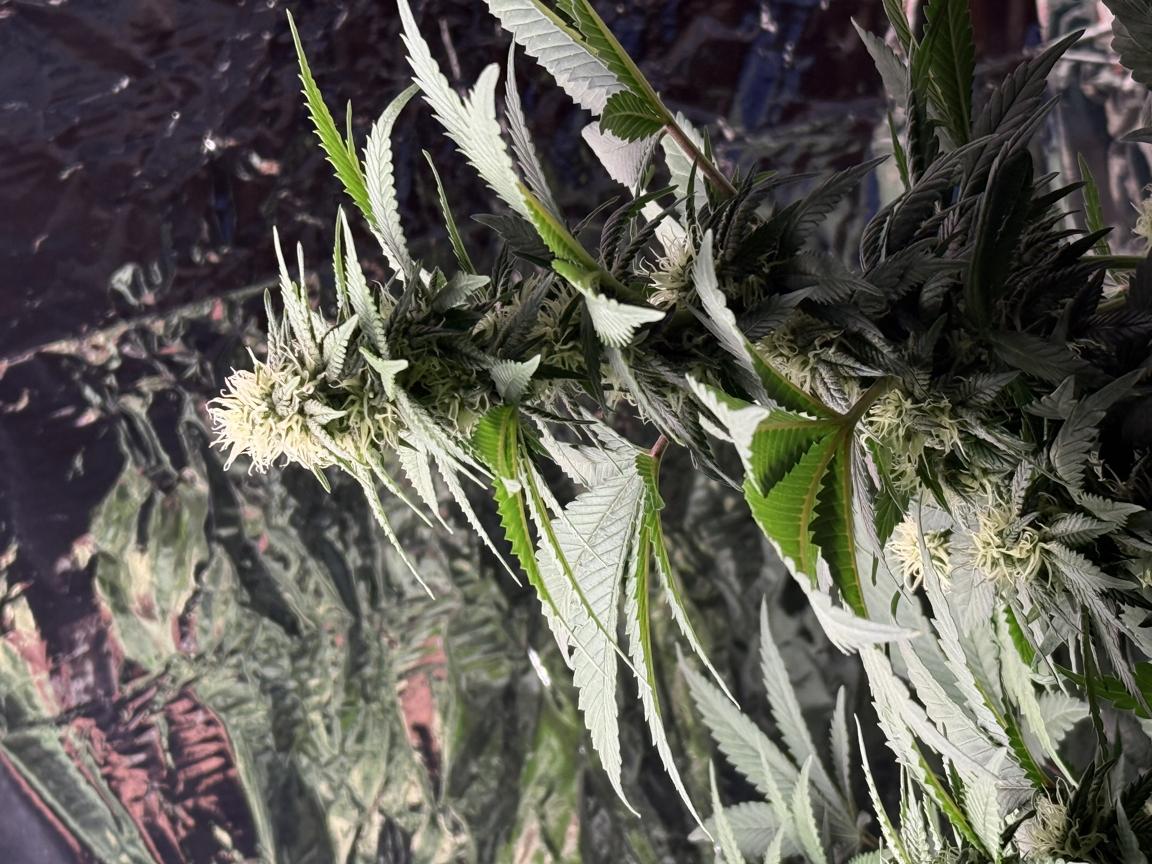 Blue Dream — flower, day 82