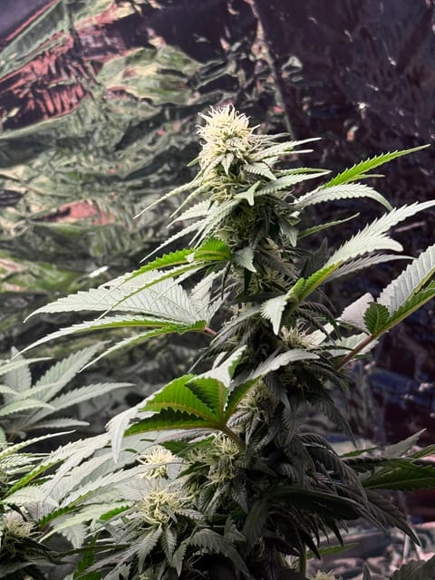 Blue Dream — flower, day 82