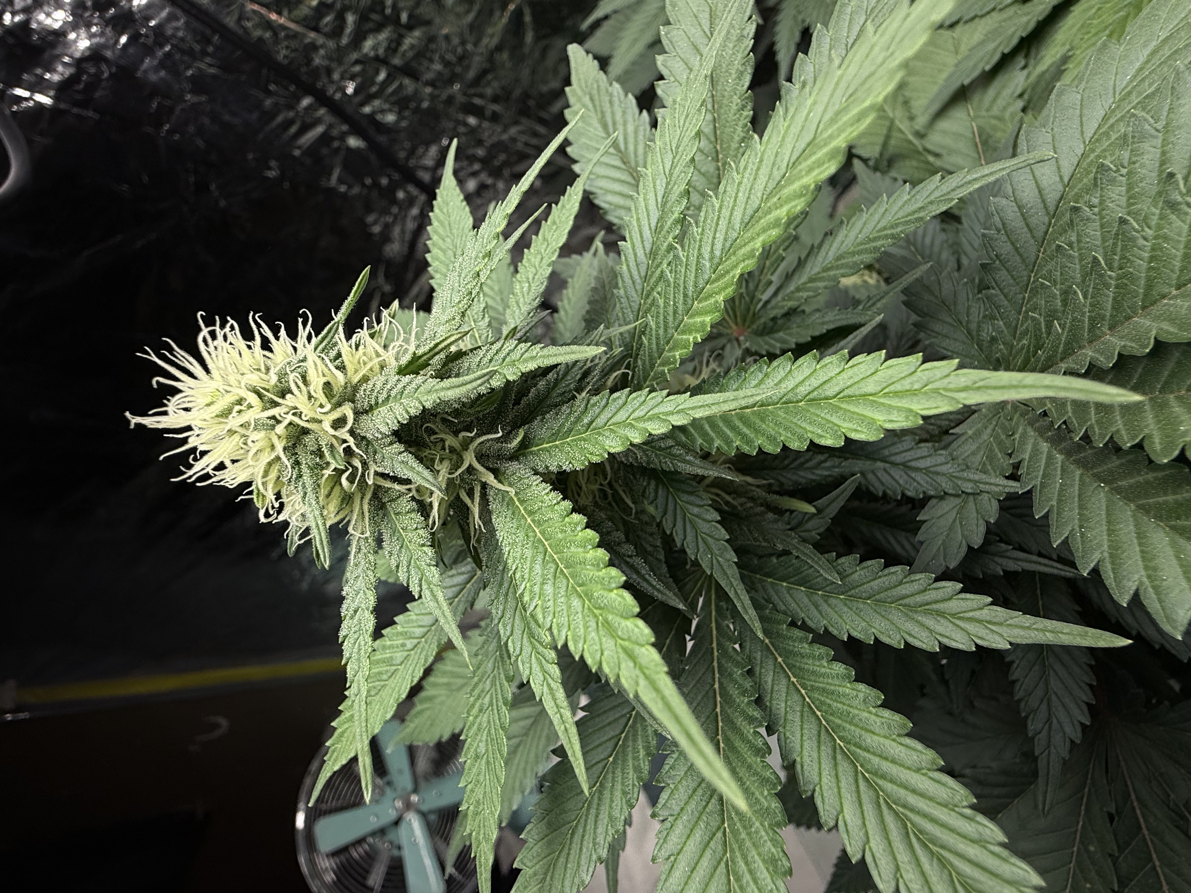 Blue Dream — flower, day 82