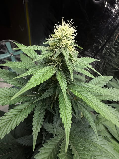 Blue Dream — flower, day 82