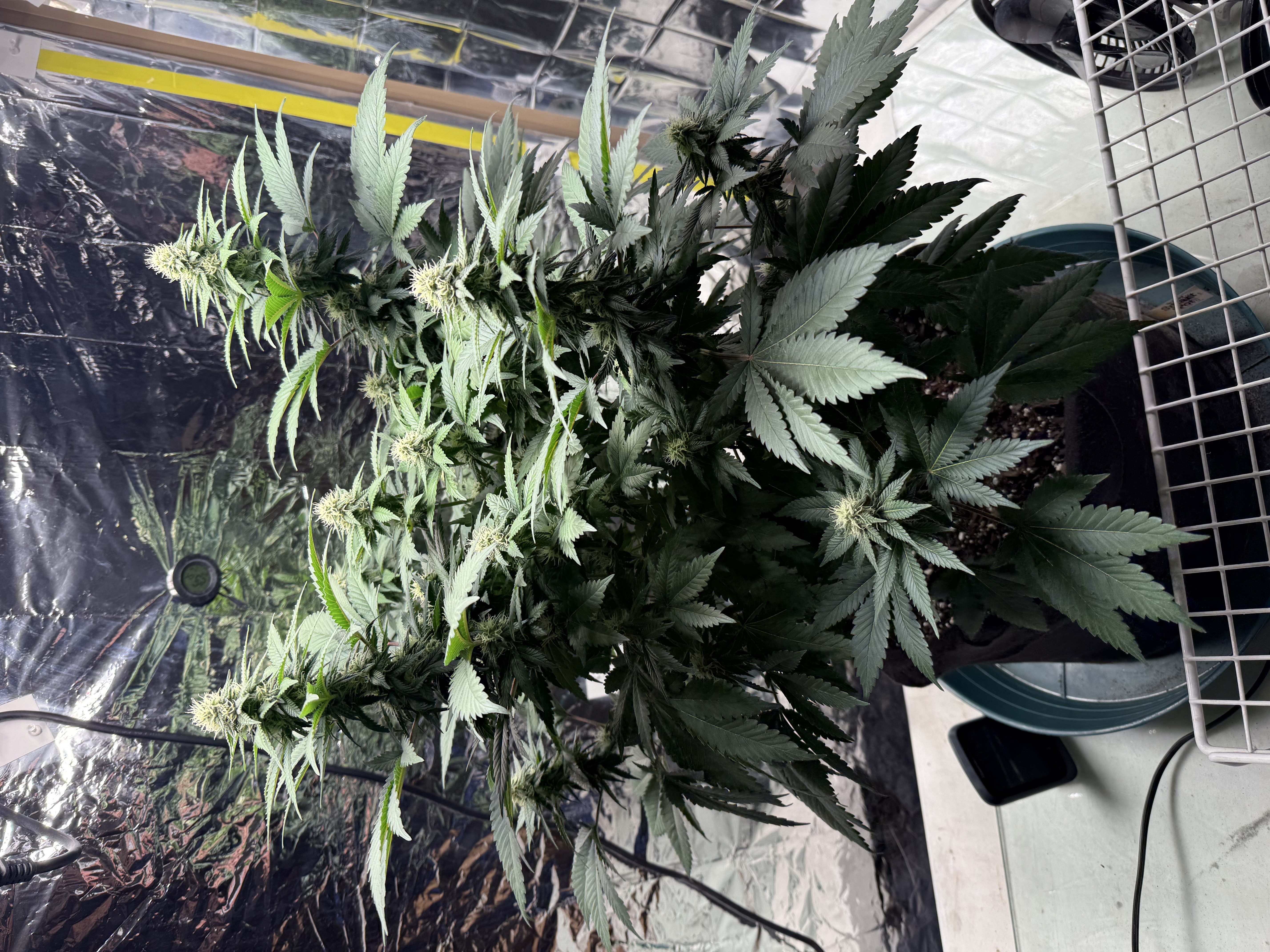 Blue Dream — flower, day 83