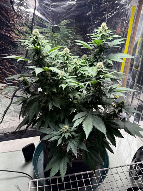 Blue Dream — flower, day 83