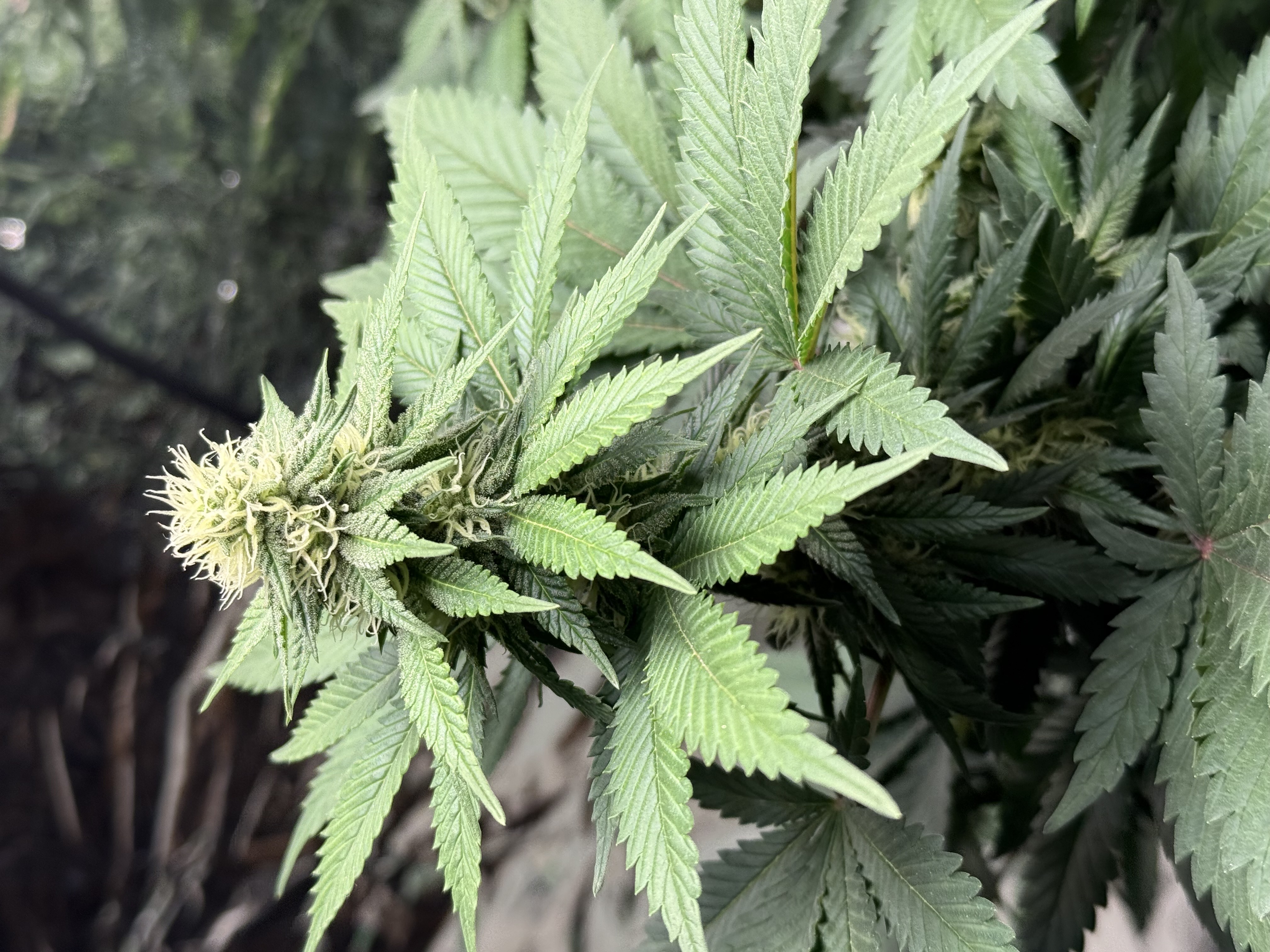 Blue Dream — flower, day 83