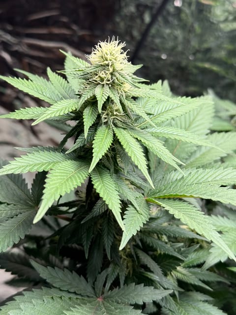 Blue Dream — flower, day 83