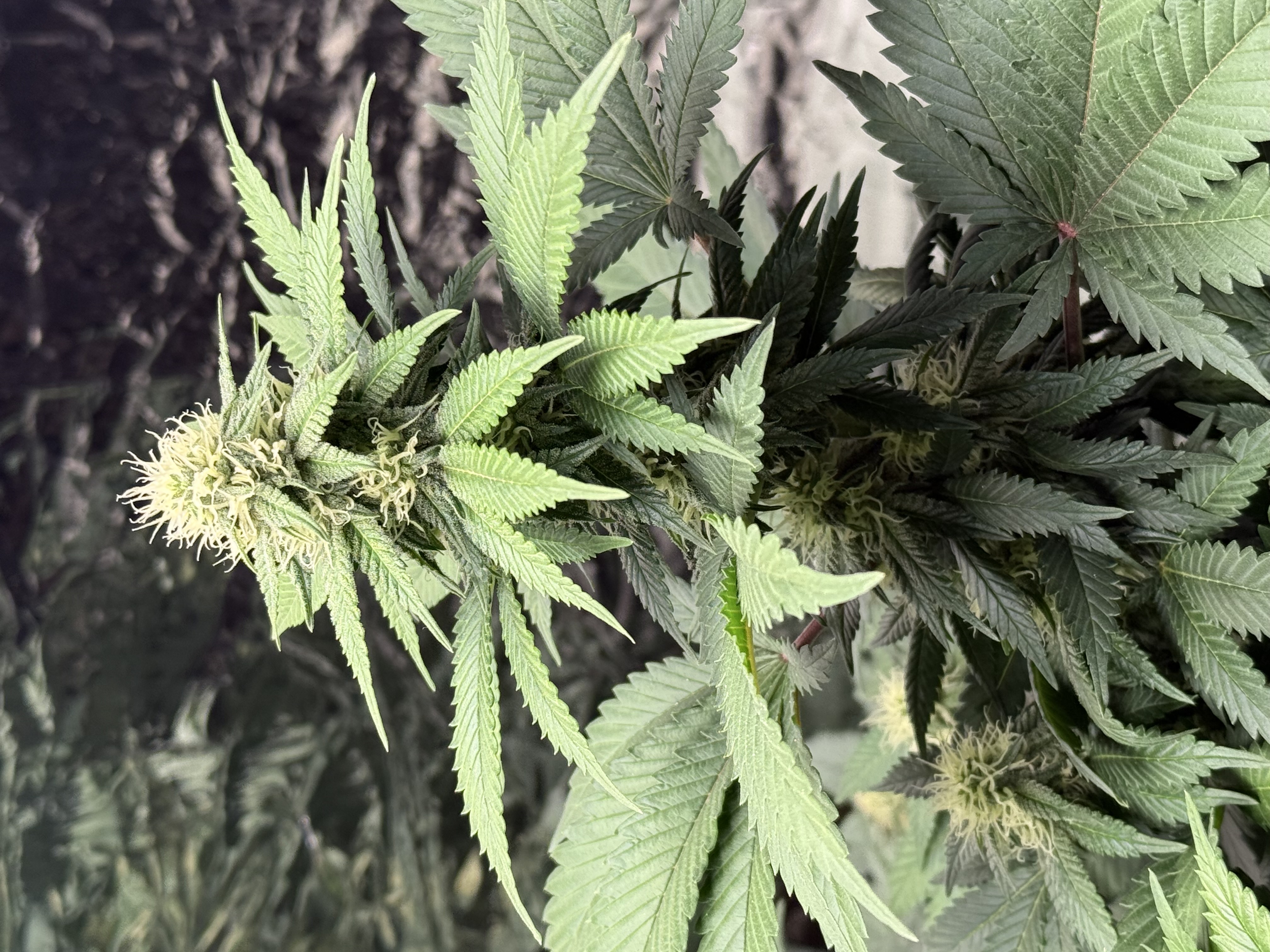 Blue Dream — flower, day 83