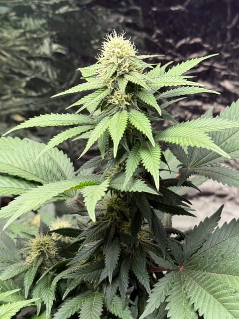 Blue Dream — flower, day 83
