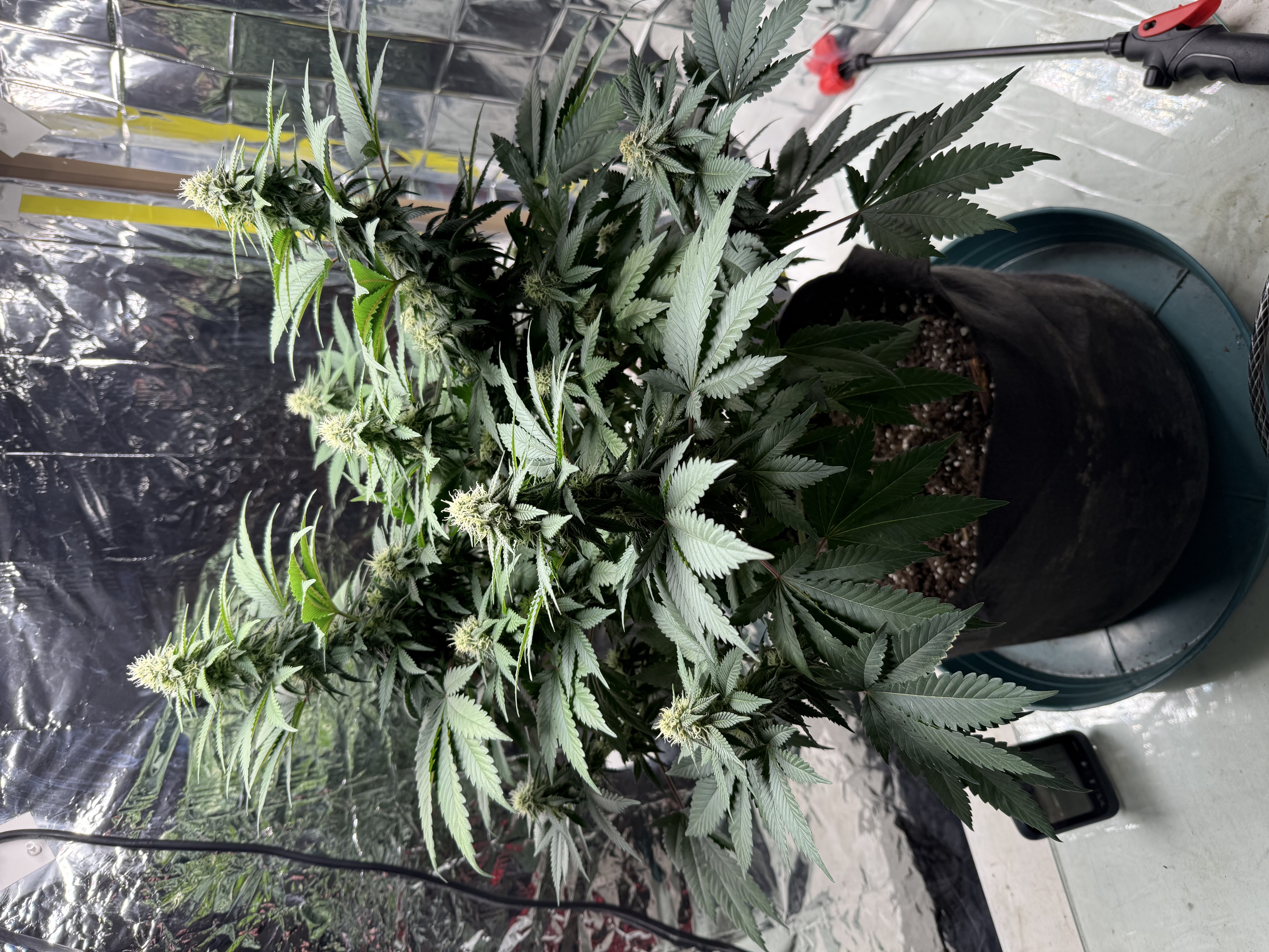 Blue Dream — flower, day 85