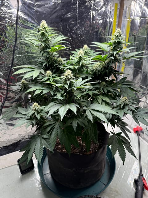 Blue Dream — flower, day 85
