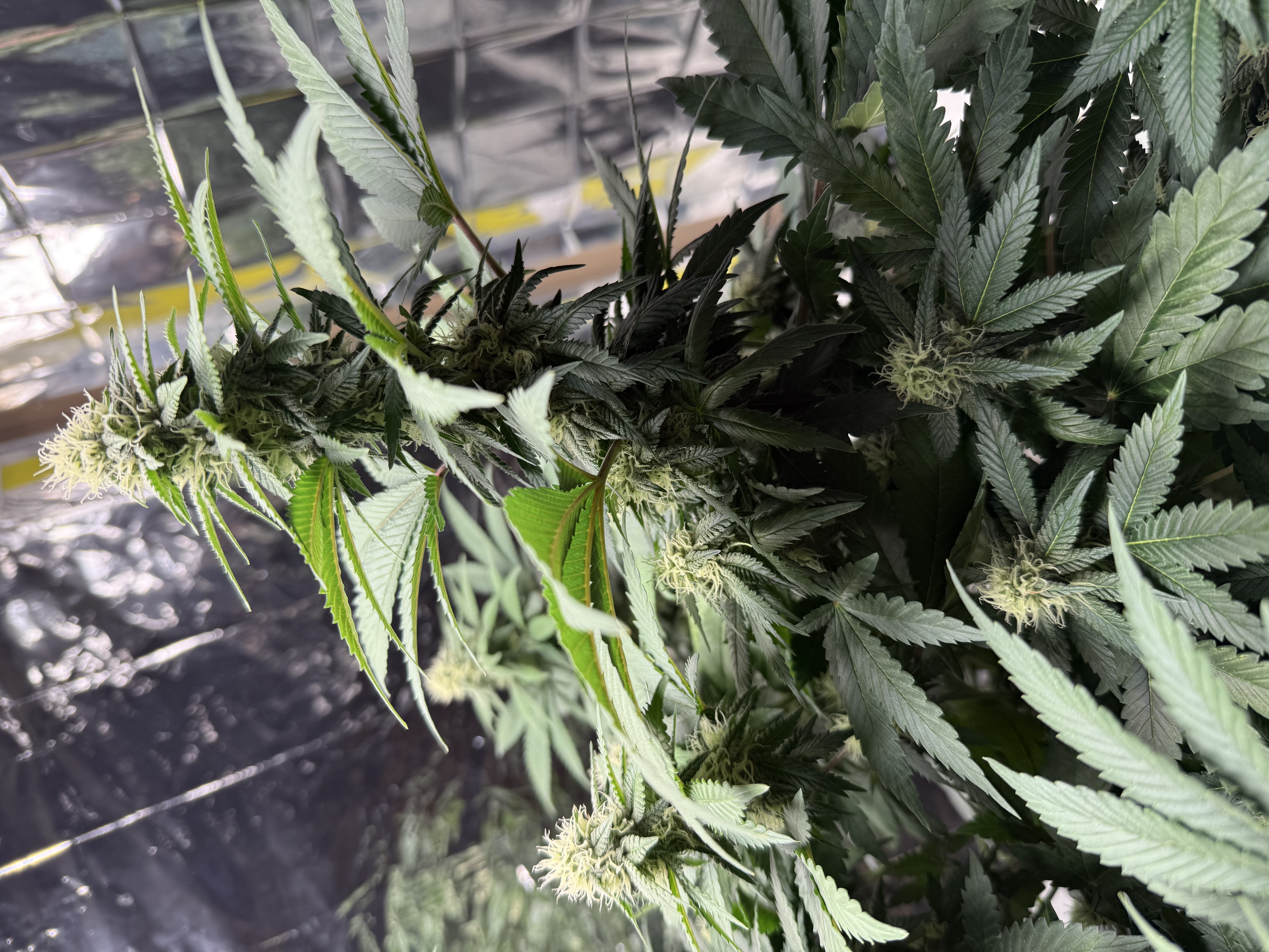 Blue Dream — flower, day 85