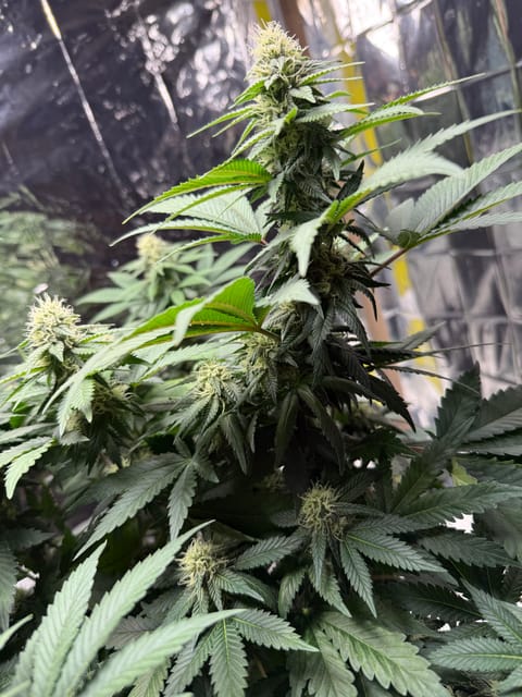 Blue Dream — flower, day 85