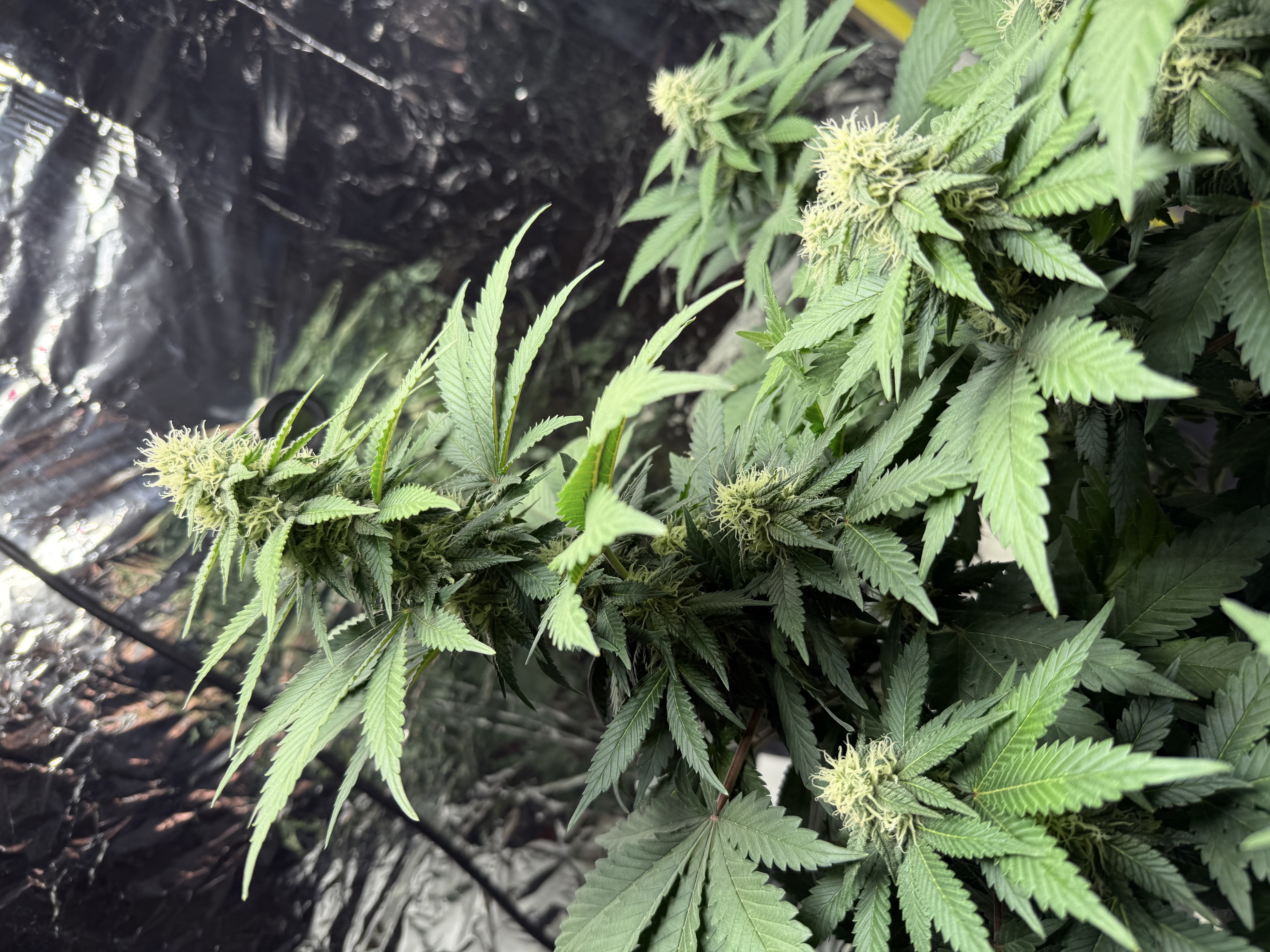 Blue Dream — flower, day 85