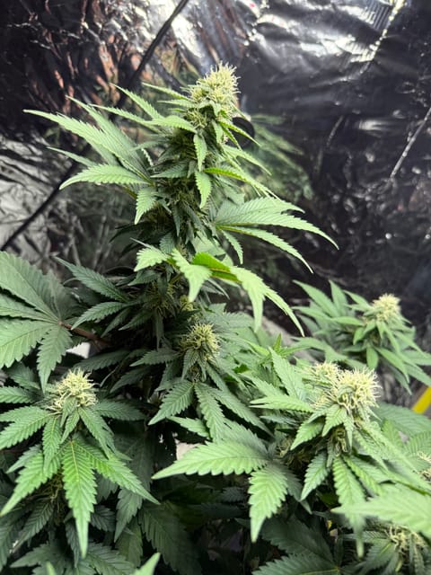 Blue Dream — flower, day 85