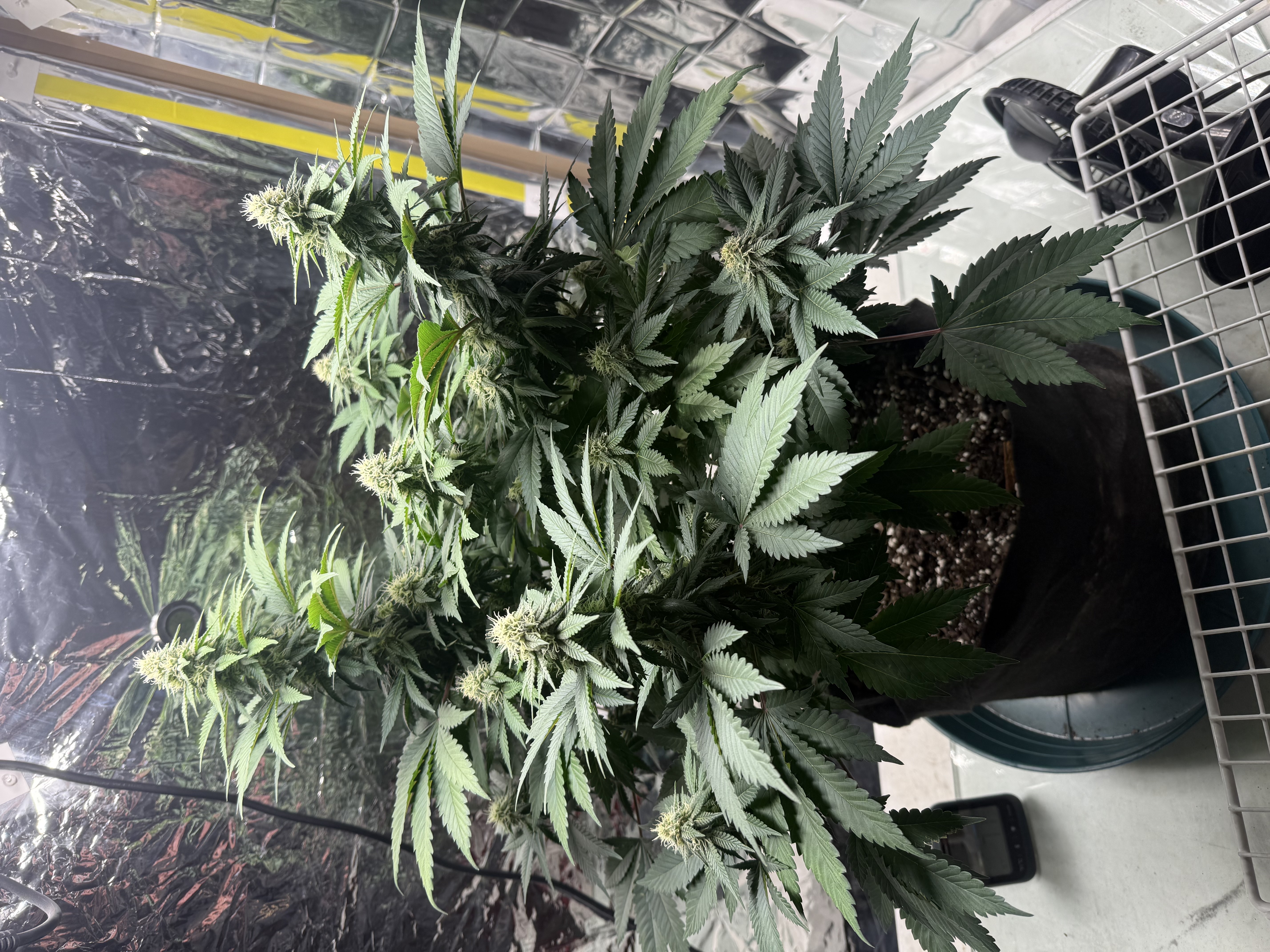 Blue Dream — flower, day 86