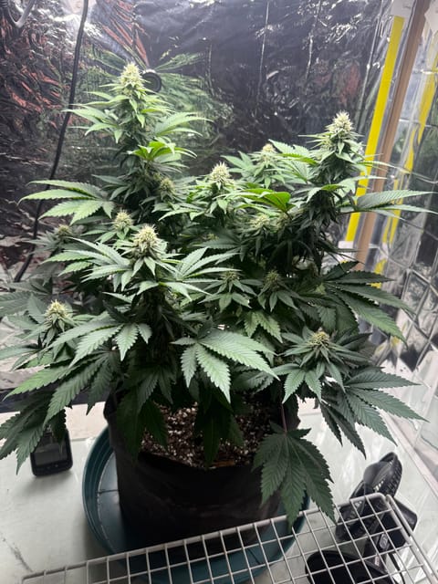 Blue Dream — flower, day 86