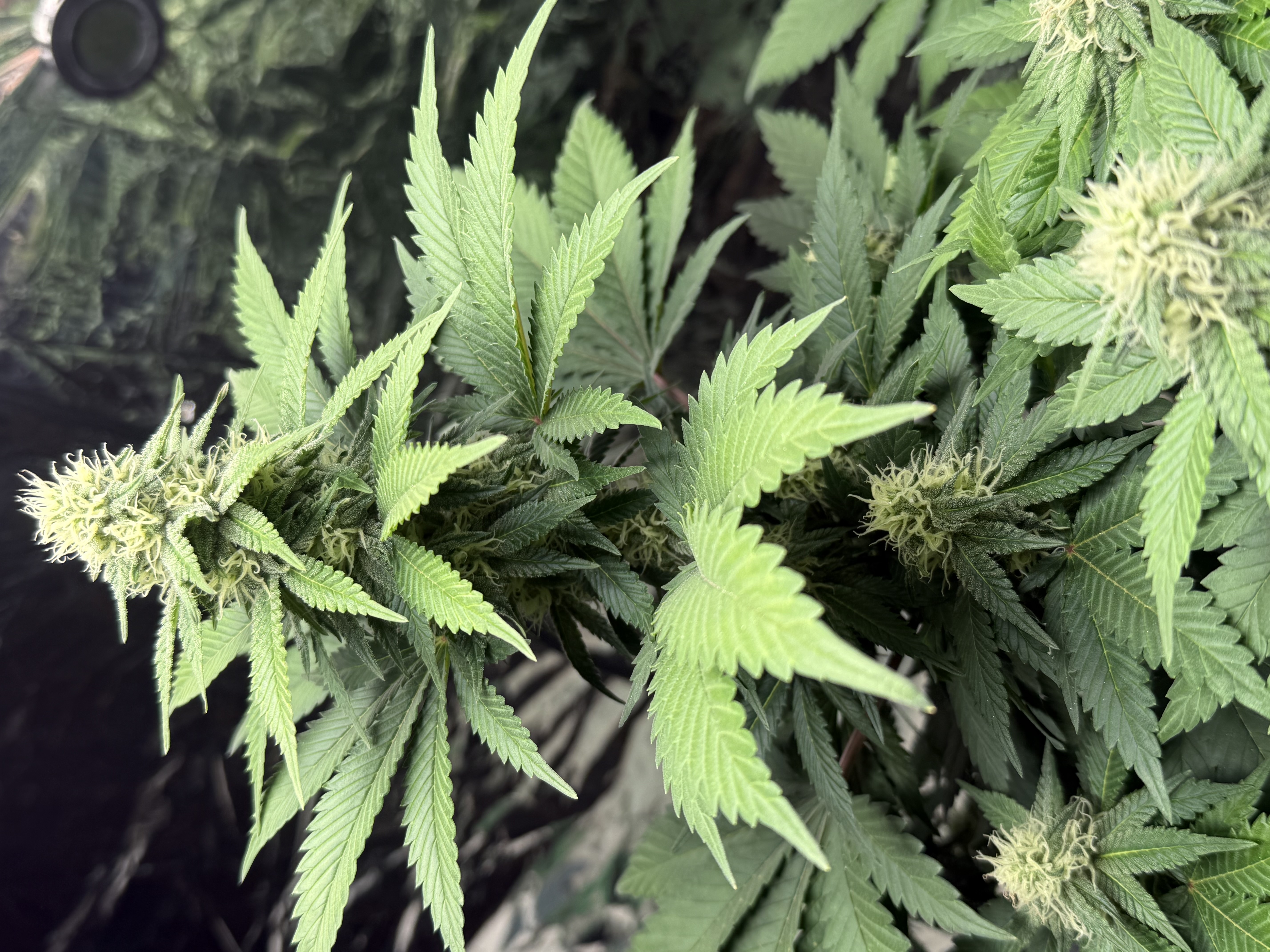 Blue Dream — flower, day 86