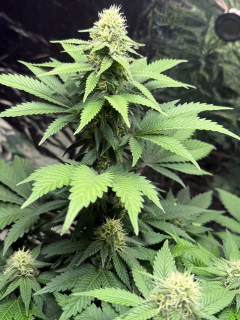 Blue Dream — flower, day 86