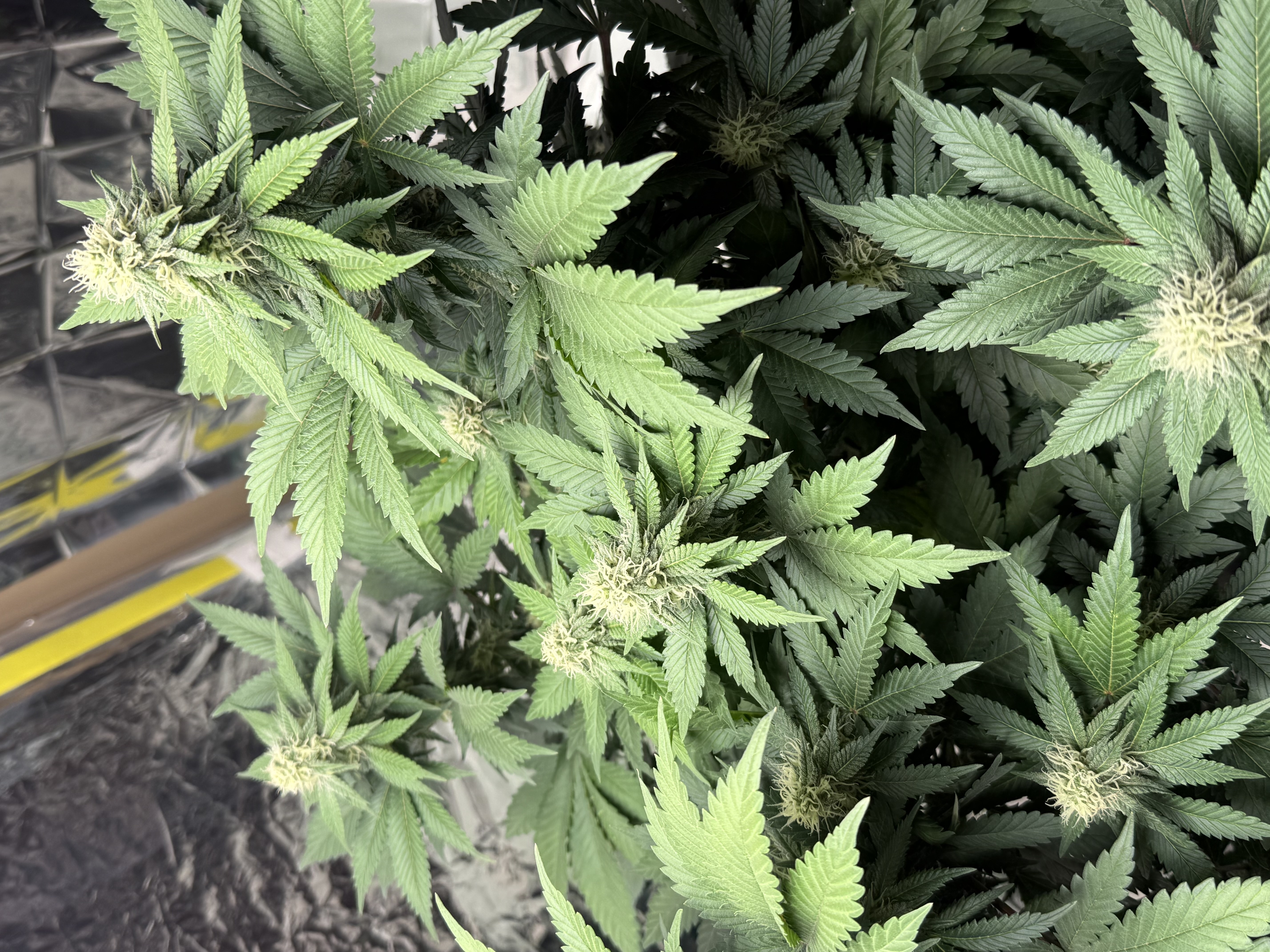 Blue Dream — flower, day 86